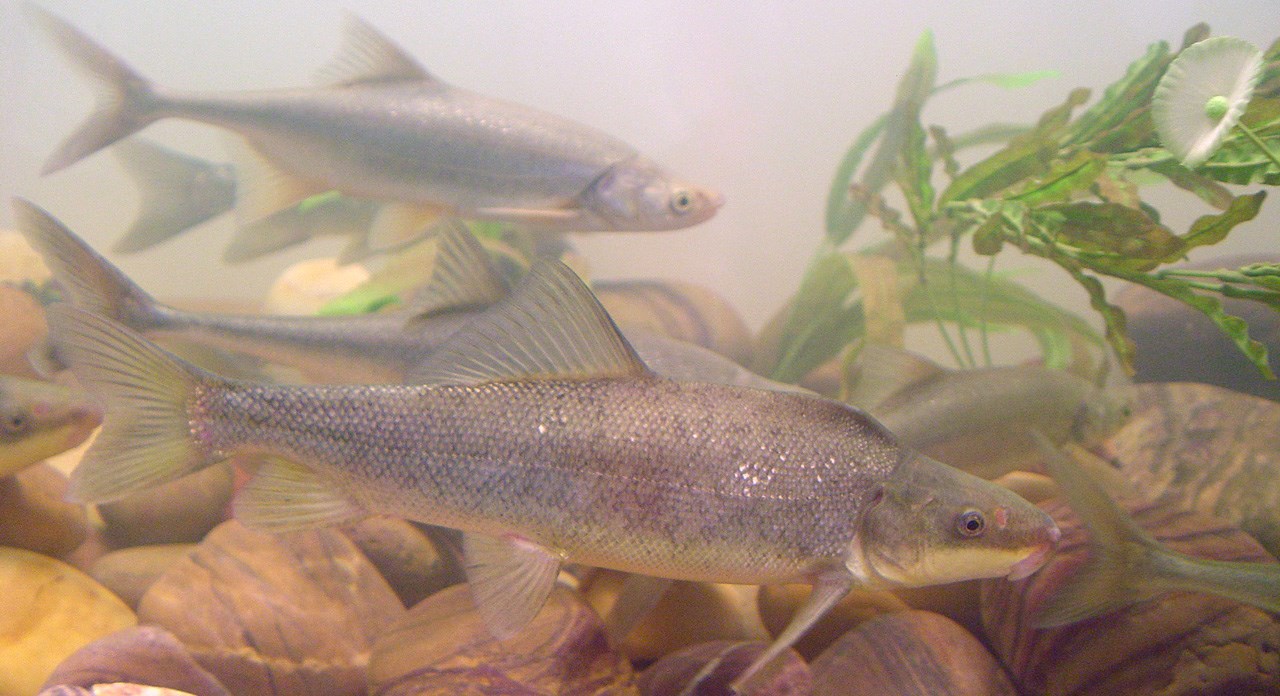 Endangered Fish - Glen Canyon National Recreation Area (U.S. National Park  Service)