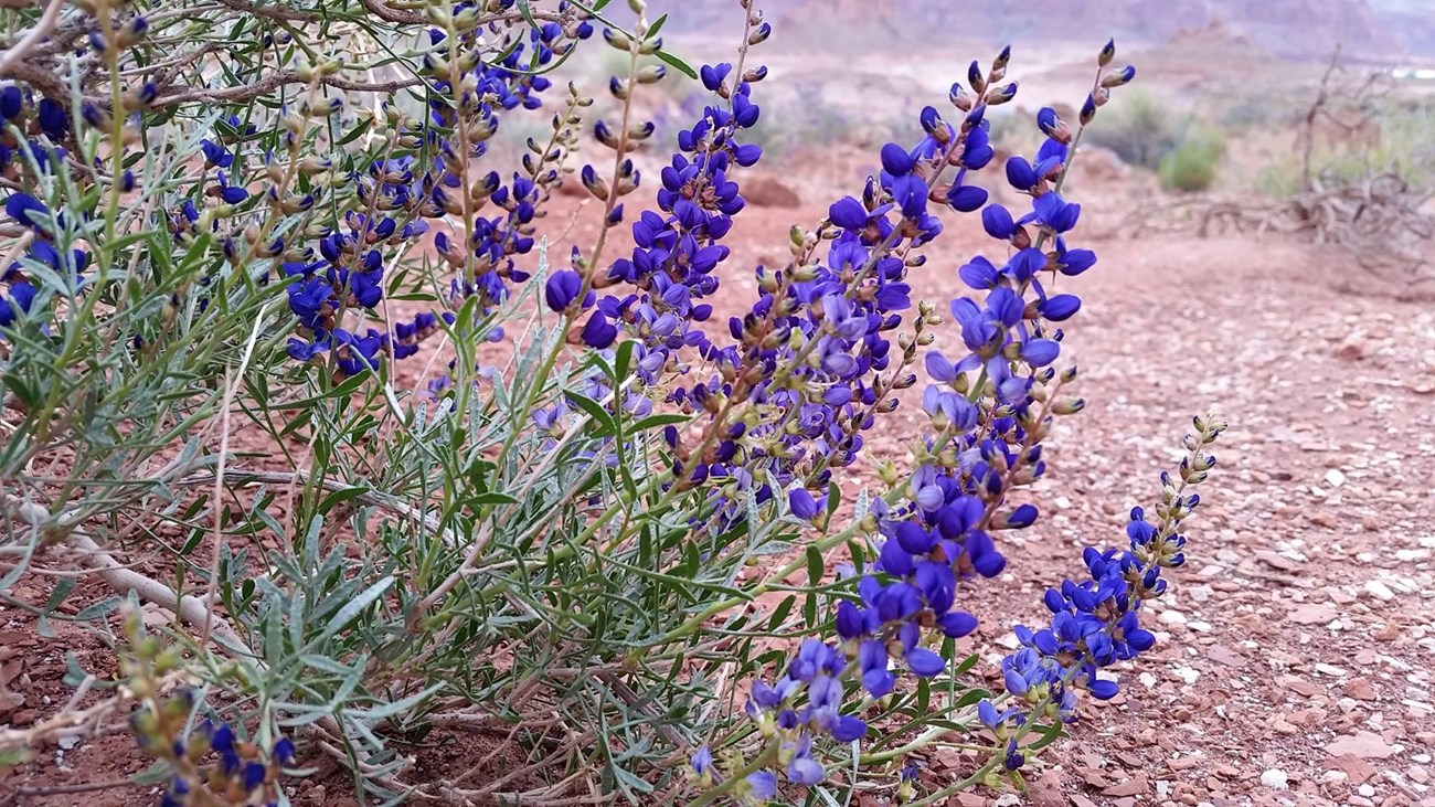 Stalks with blue-purple flowers