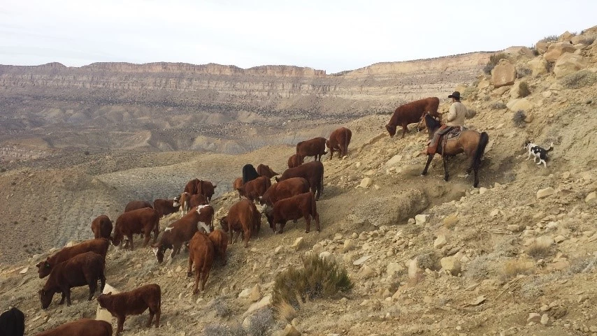 Cattle being moved from a winter to higher elevation summer pasture Group of cows on a hillside with cowboy