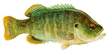 Drawing of green fish