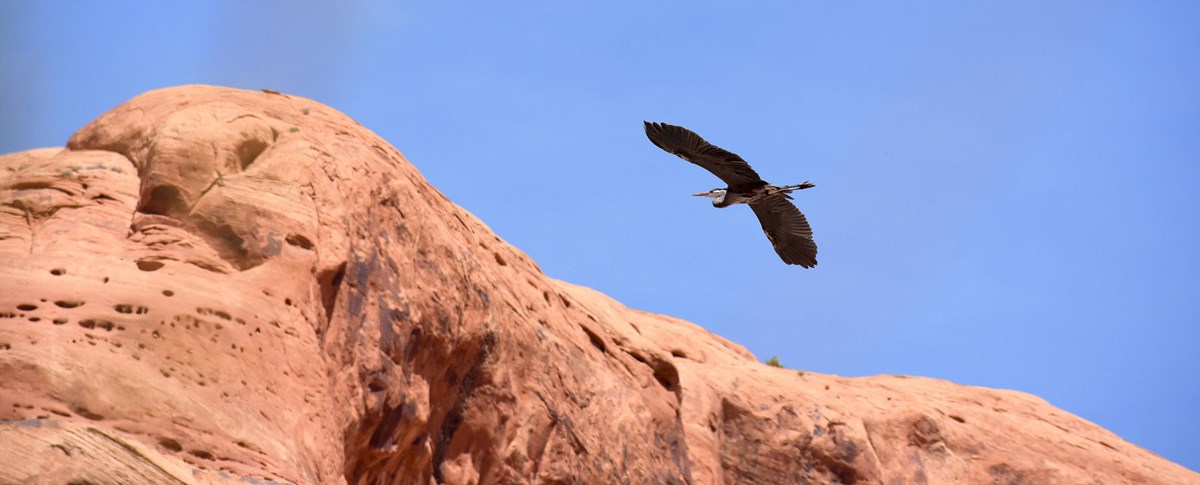 heron soars over slickrock