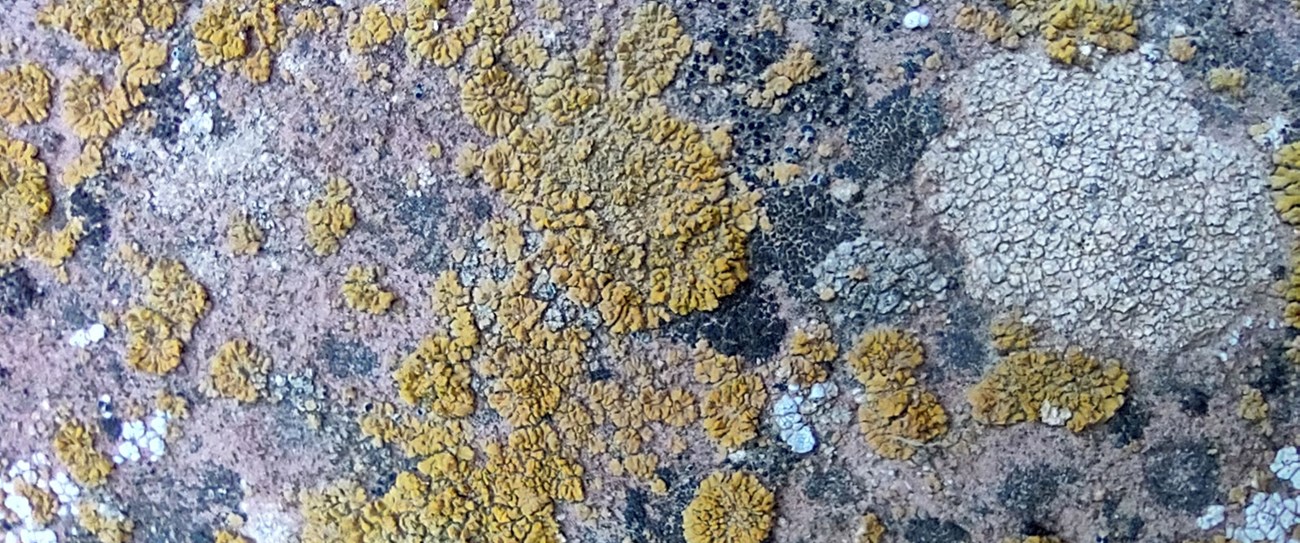 Lichen on a rock