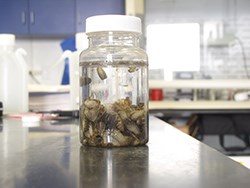 Jar filled with water and mussels.