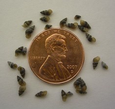 New Zealand mudsnails shown with a penny for scale. the snails are about the size of Lincoln's ear.