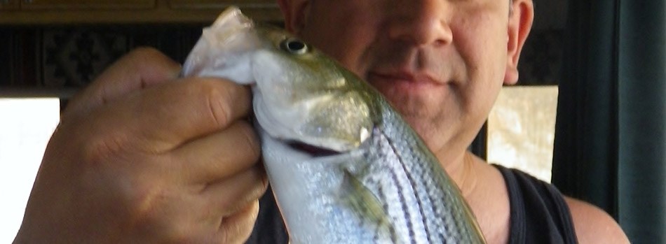 Closeup pf a striped fish being held by the mouth. Man in the background in a tank top. Closeup pf a striped fish being held by the mouth. Man in the background in a tank top.
