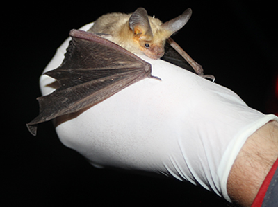 bat being held by hand in rubber glove