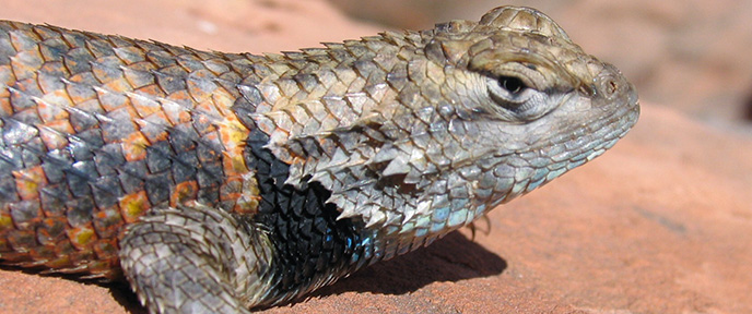 Close-up of head and torso of a colorful lizard on a rock. Close-up of head and torso of a colorful lizard on a rock.
