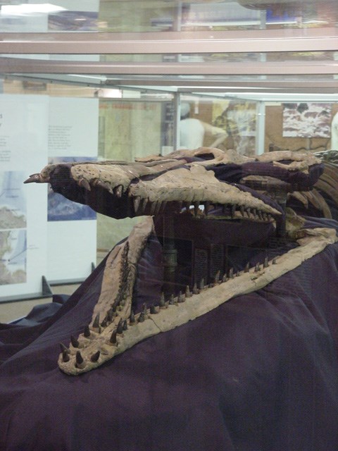 Open jaw of Pliosaur Skull. Lots of teeth.