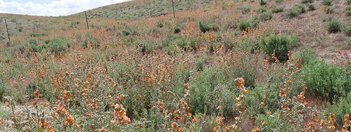 Many orange flowering plants across the landscape. Many orange flowering plants across the landscape.