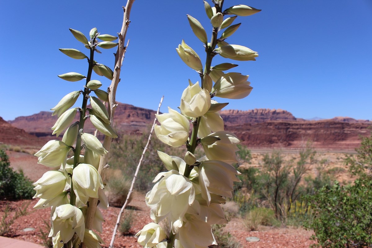 Flowering yucca with cliffs in far distance