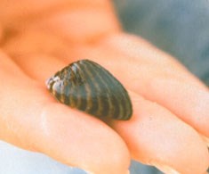 Zebra mussel in a hand.