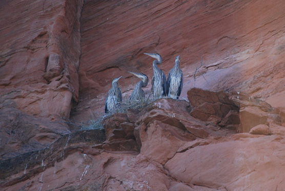 cranes