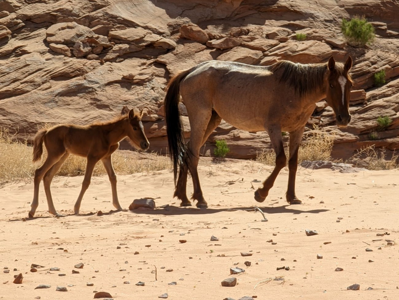 Two horses, one mare and her foal stand on a sandy beach.