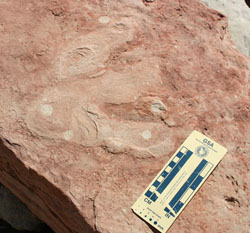 Fossil of a Therapod Track dinosaur track with ruler for scale