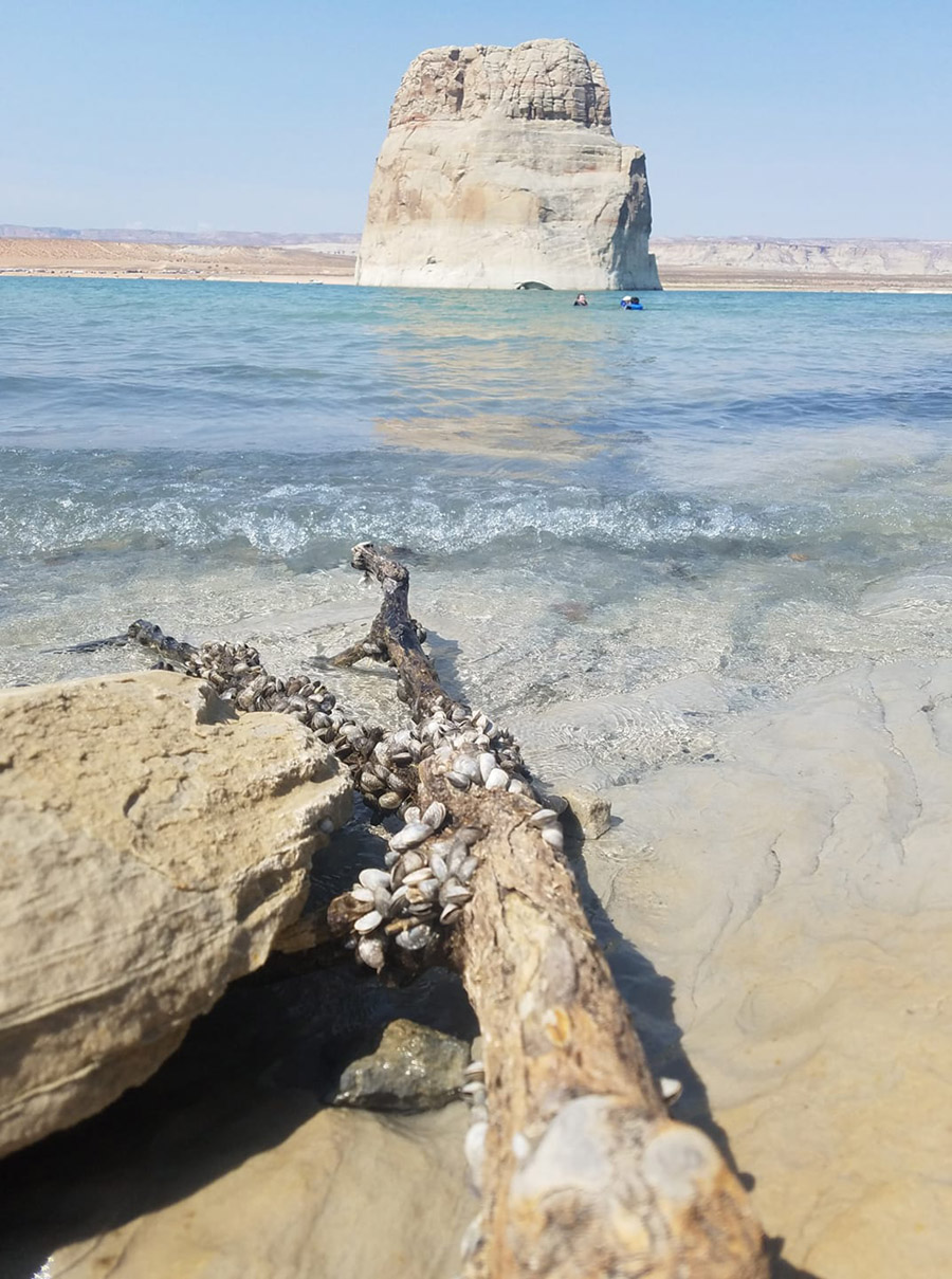 Rock and stick with small mussels attached on a beach. lake and sandstone cliffs in background.