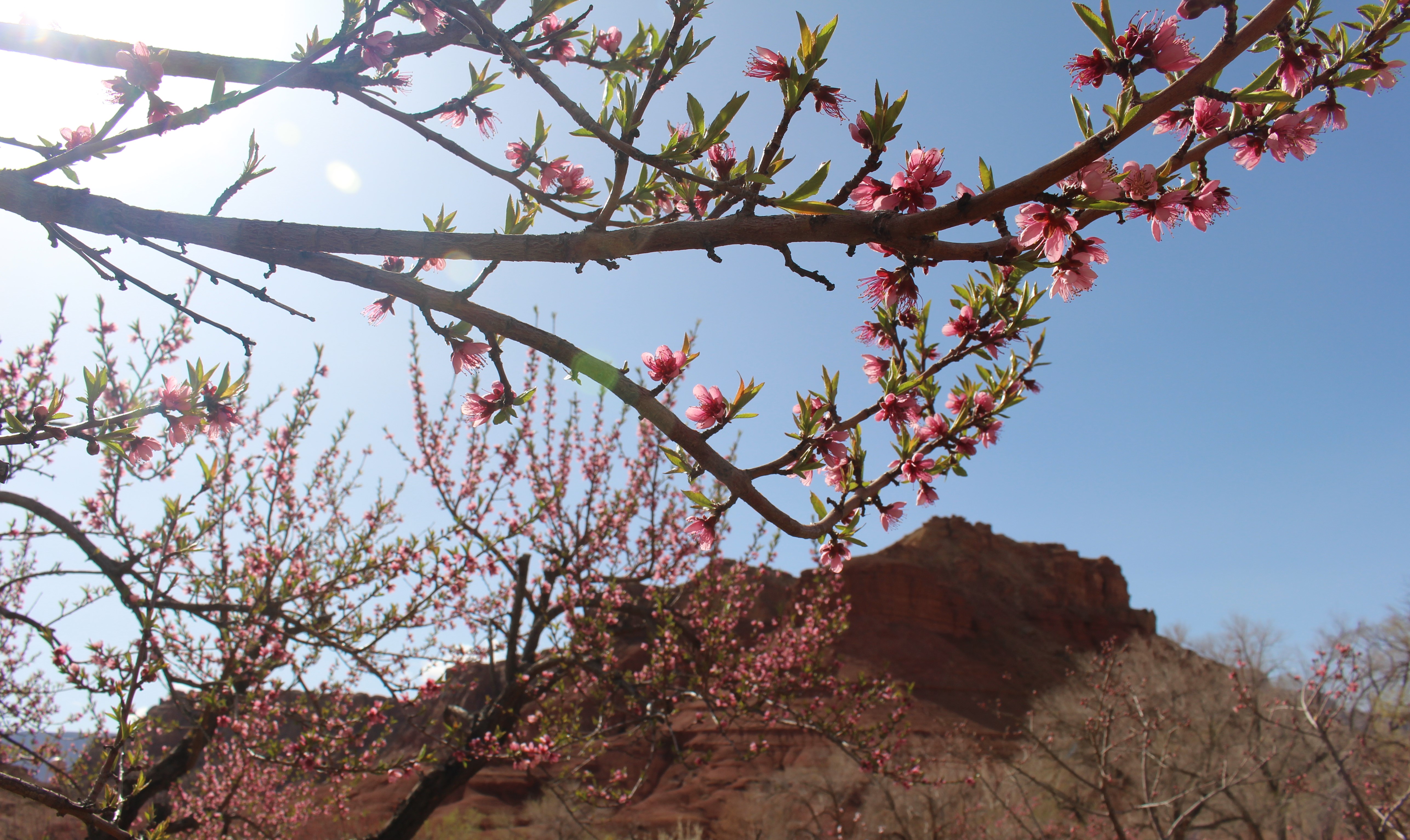 Tree branch covered with pink flowers in front of a sandstone cliff on a sunny day