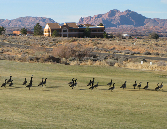 A gaggle of geese stand in front of an office building.