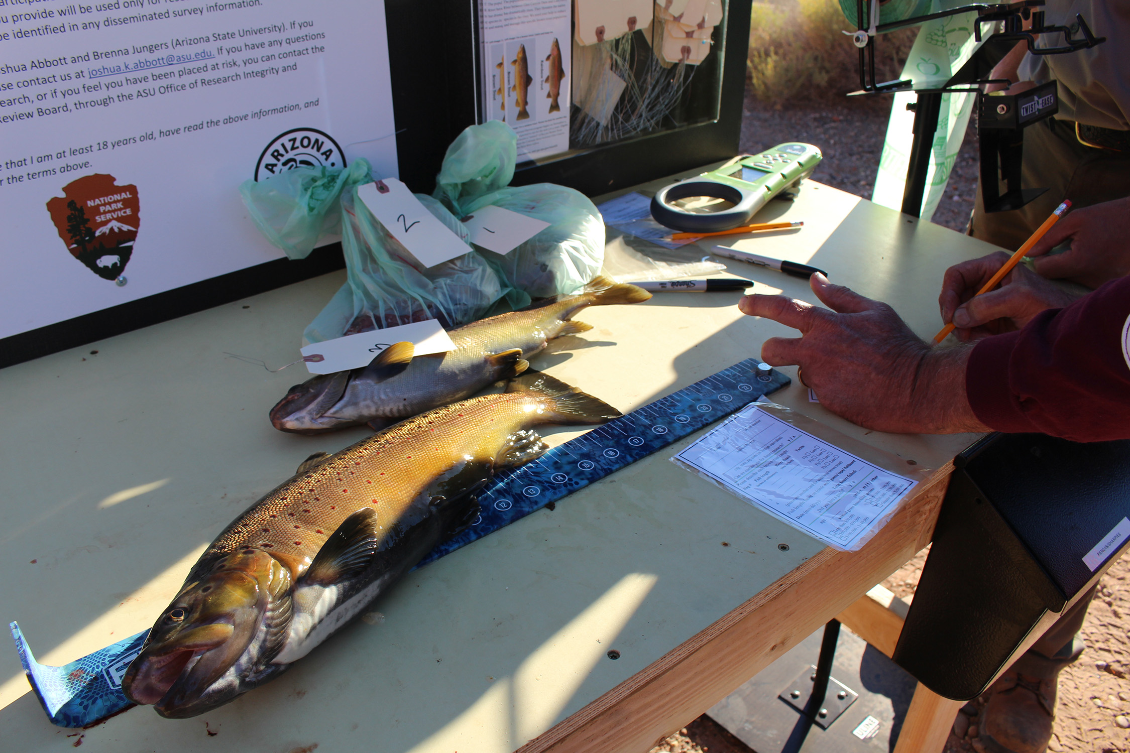 Fish on table with measuring stick