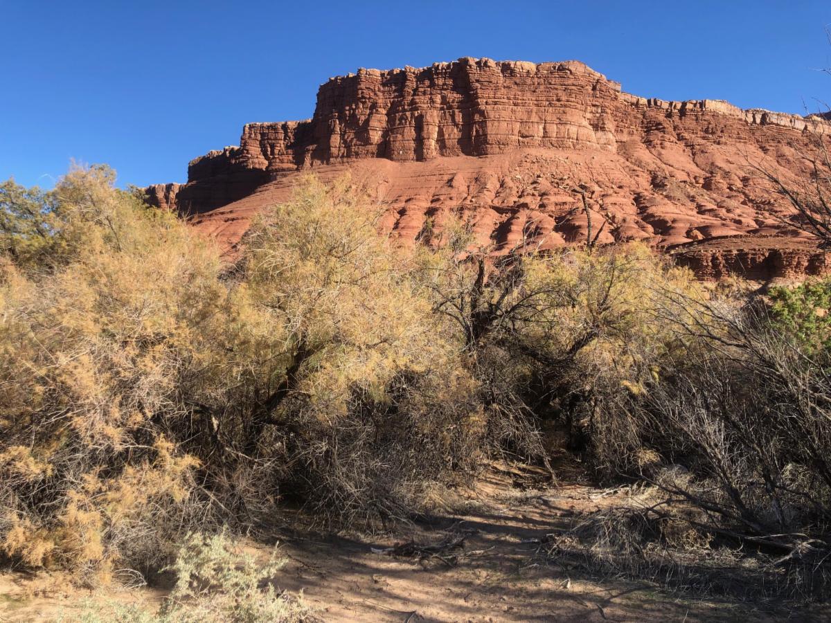 Tamarisk at Lees Ferry Overgrown tall scraggly brush
