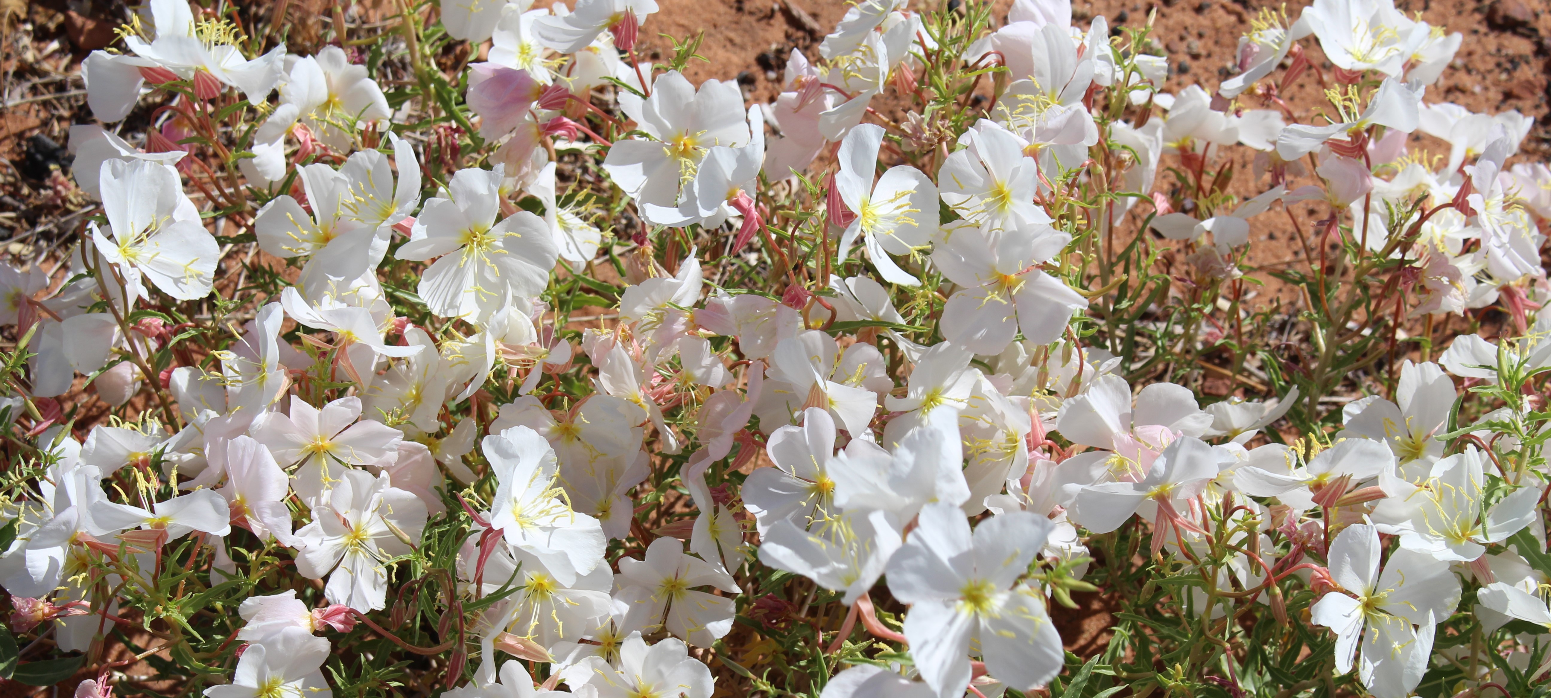 Gropus of delicste white flowers growing in the sand
