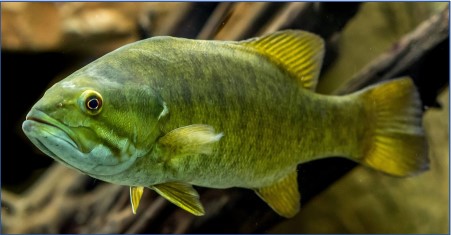 Swimming green fish with dark scales, yellow fins and tail, and a red eye.