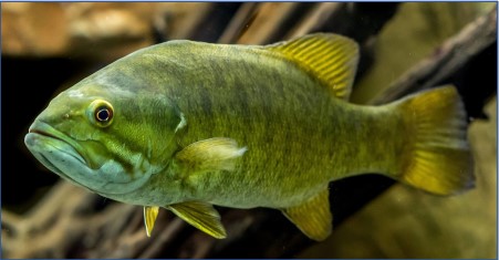 Smallmouth Bass Swimming green fish with dark scales, yellow fins and tail, and a red eye.