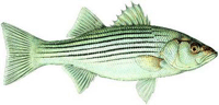 Drawing of a striped fish.