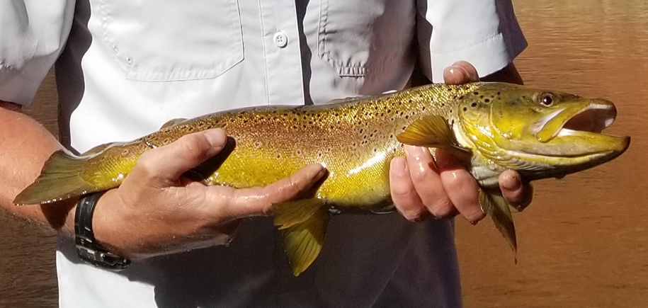 Brown Trout two hands hold a large brown trout.