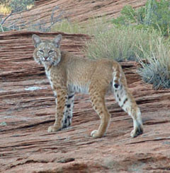 Bobcat (Felis rufus)
