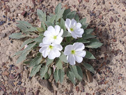 Evening Primrose (Oenothera caespitosa)