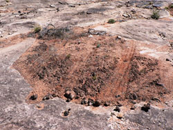 Tire tracks on cryptobiotic soil crust
