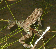 Northern leopard frog (Rana pipiens)