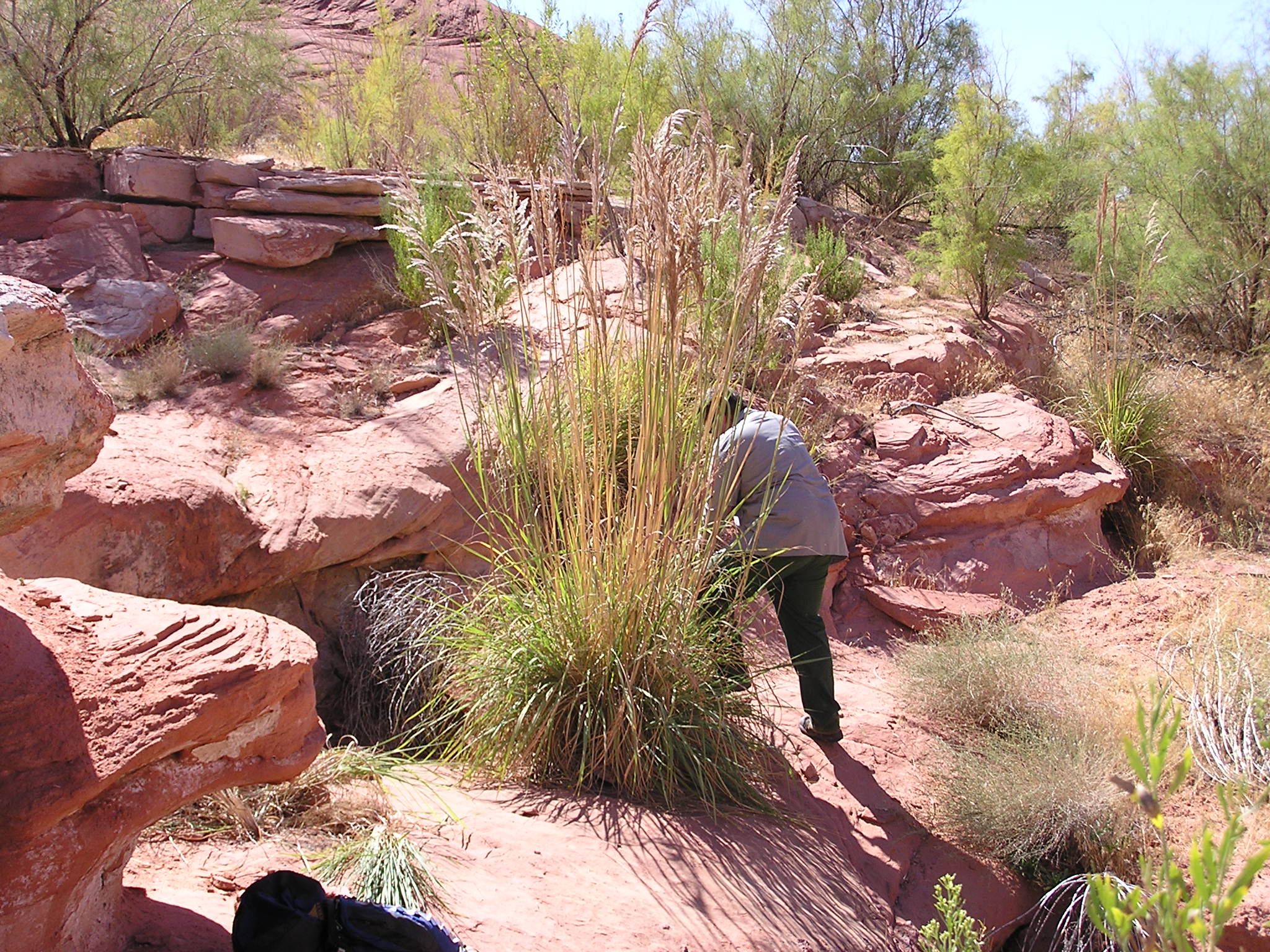 Ravennagrass (Saccharum ravennae) removal