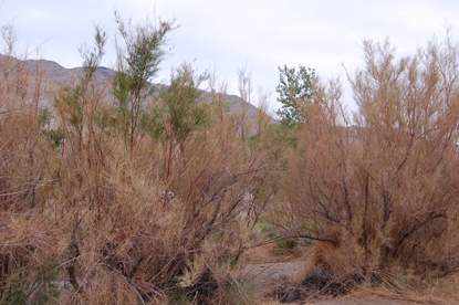 Tamarisk Defoliation Closeup