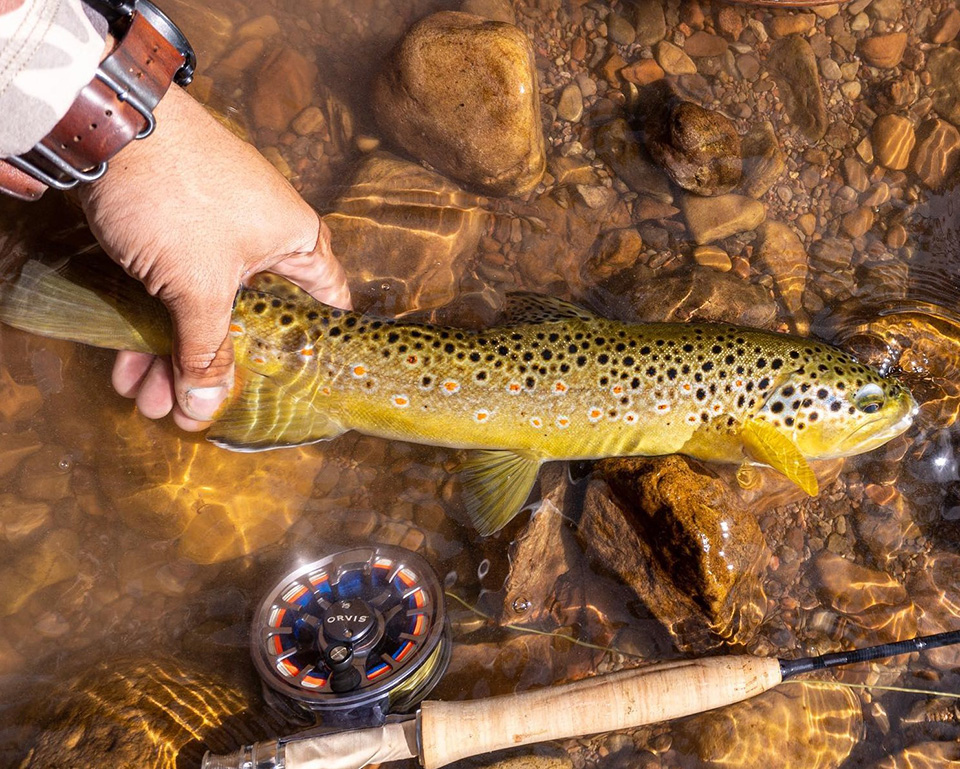 Catch The Brown Trout Human hand holding fish by the tail in shallow water