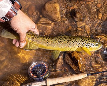 Human hand holding fish by the tail in shallow water