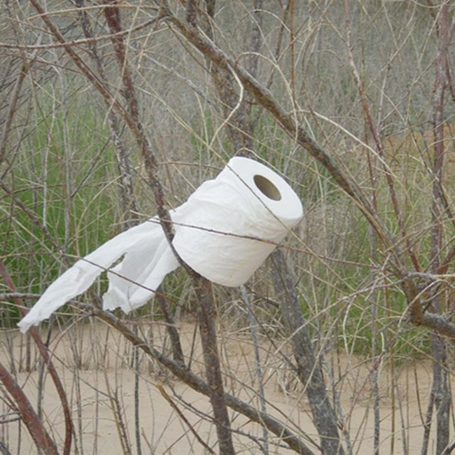 Toilet paper roll in tree