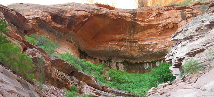 Large orange sandstone alcove with water weeping down the walls. Lush green plants fill the alcove. Large orange sandstone alcove with water weeping down the walls. Lush green plants fill the alcove.