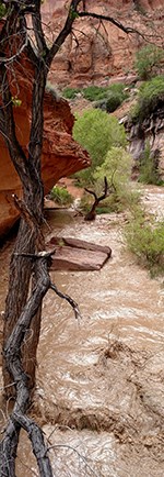 Brown water floes downstream over rocks and trees.