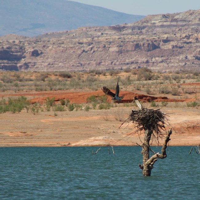 Osprey taking flight from a nest on a branch sticking out from the lake.