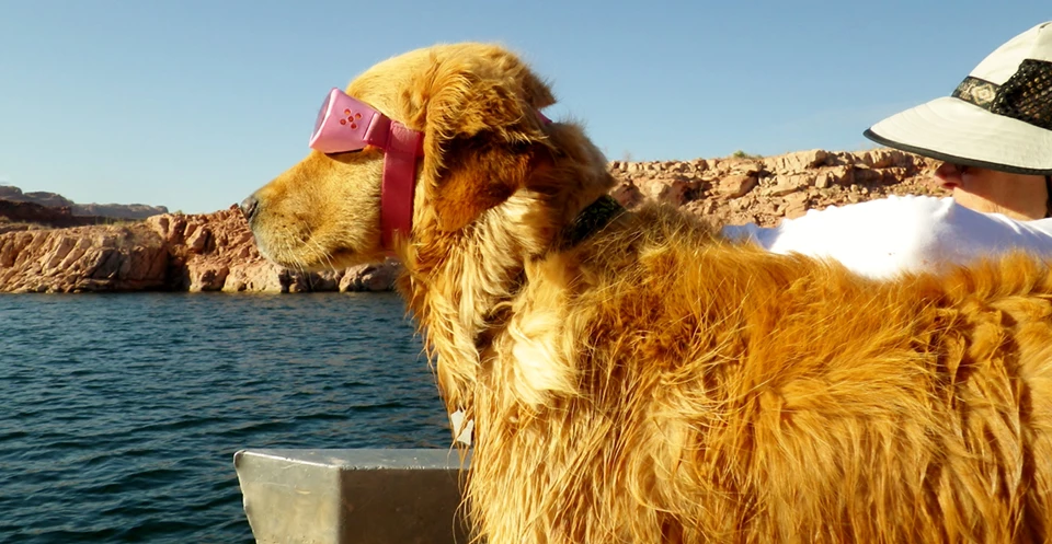 pet cover pic Blonde dog wearing pink goggles on a boat