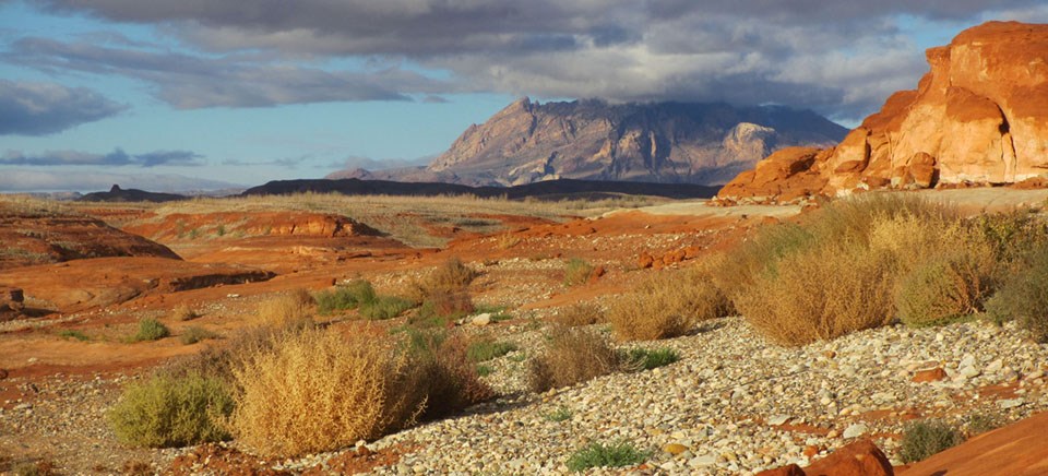 round cobbles on sandstone with tumbleweeds. Mountain in background.