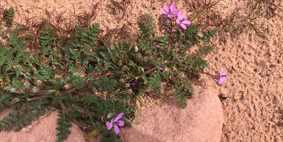 small purple flower amongst rocks