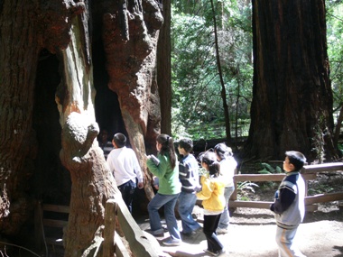 Kids in Stand-in-tree