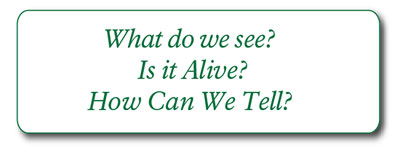 What do we see, is it alive, how can we tell?