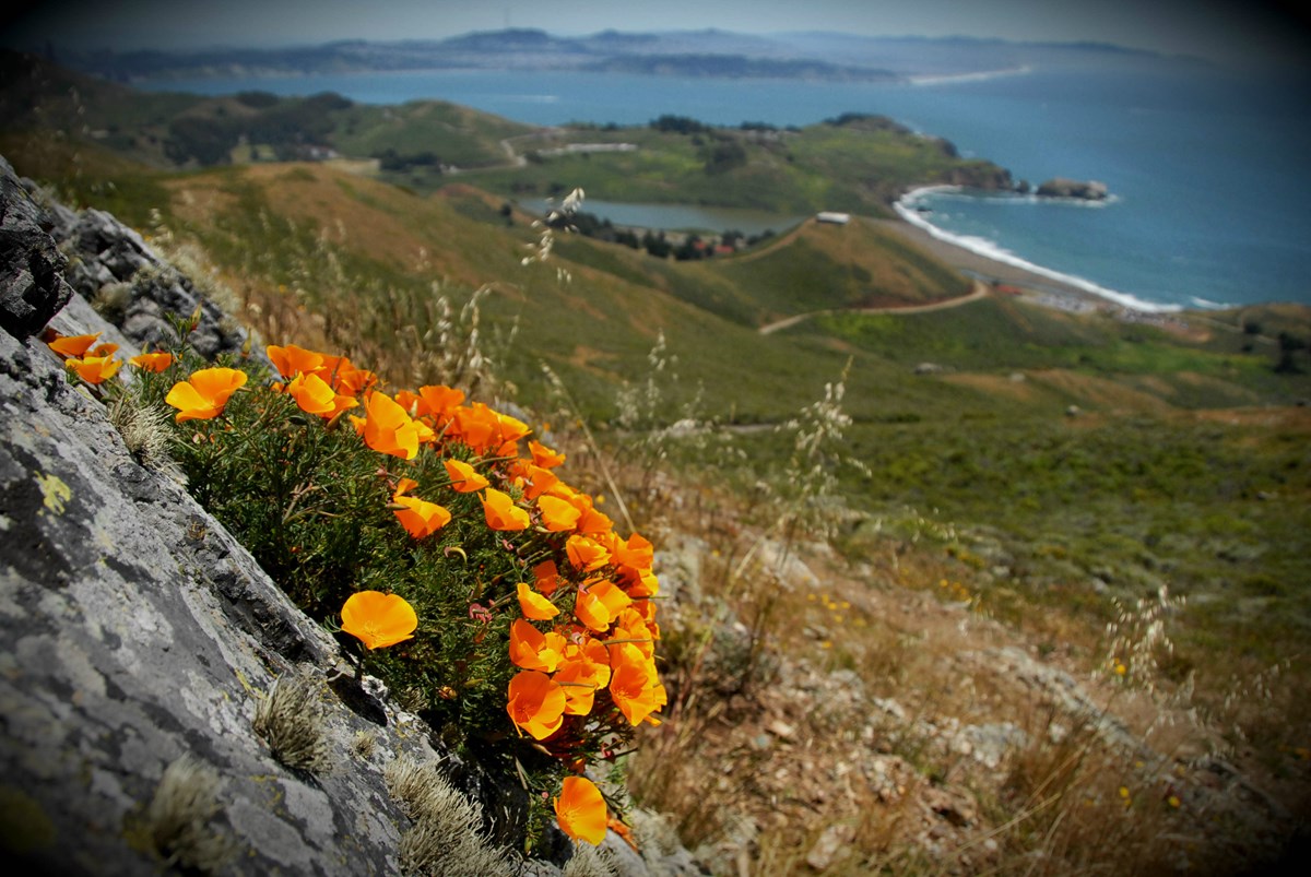California poppies overlooking Rodeo Beach, Marin Headlands California poppies overlooking Rodeo Beach, Marin Headlands