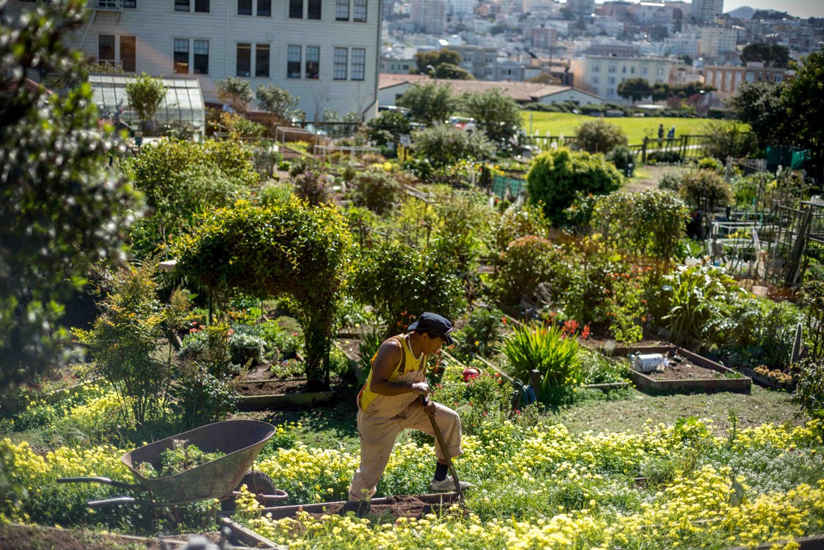 Fort Mason Community Garden Sun Man works in community garden at Fort Mason.