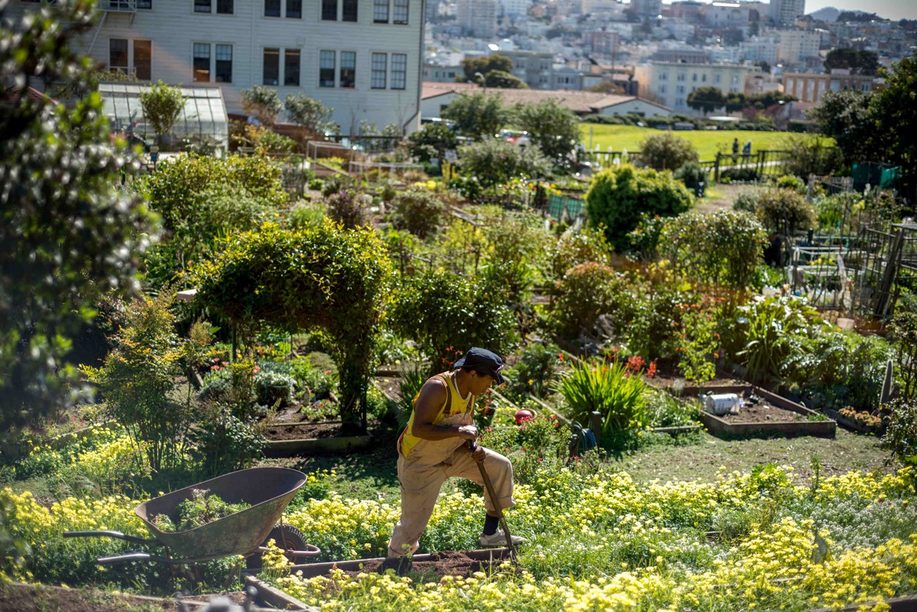 Man works in community garden at Fort Mason.