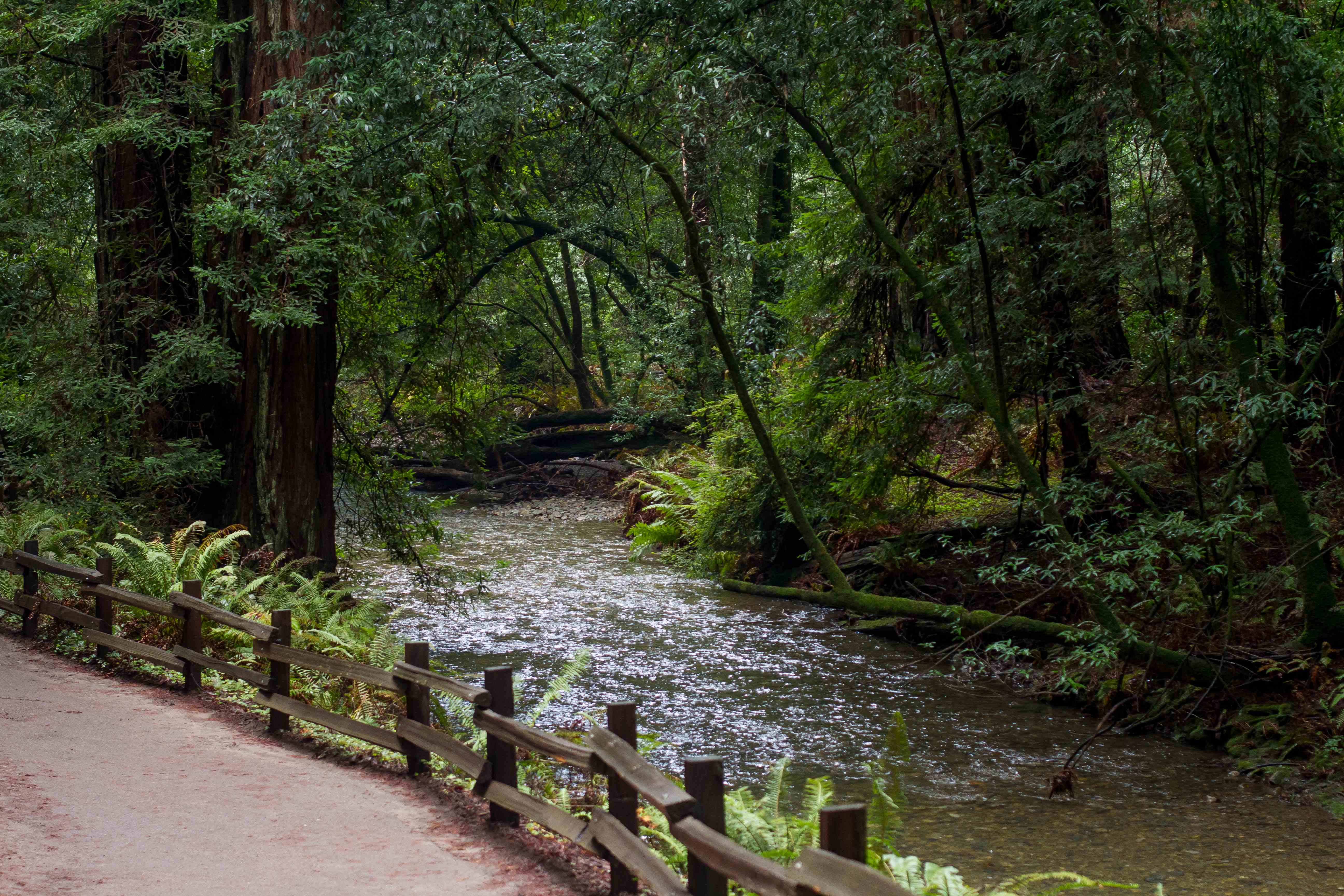Muir Woods and Redwood Creek Watershed Planning