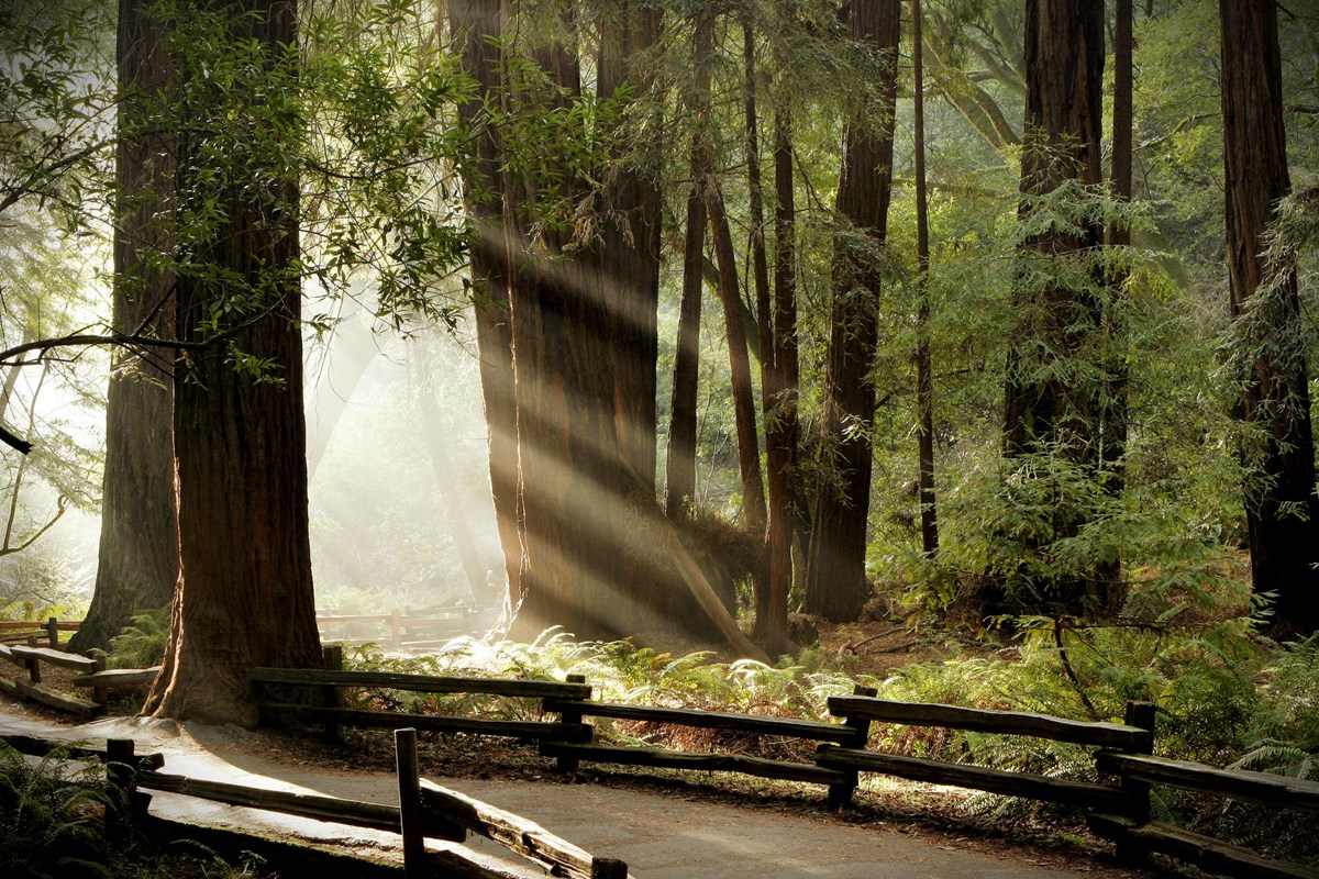 Muir Woods and Redwood Creek Watershed Planning - Muir Woods National